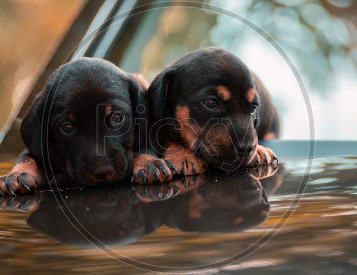 Adorable Newborn Baby Sausage Dog Puppies In Car Hood Together, Sharing The Warmth Of The Bodies, Innocent Faces Looking At The Camera, Natural Light Portraiture Of Two Weeks Old, Two Dog Babies.