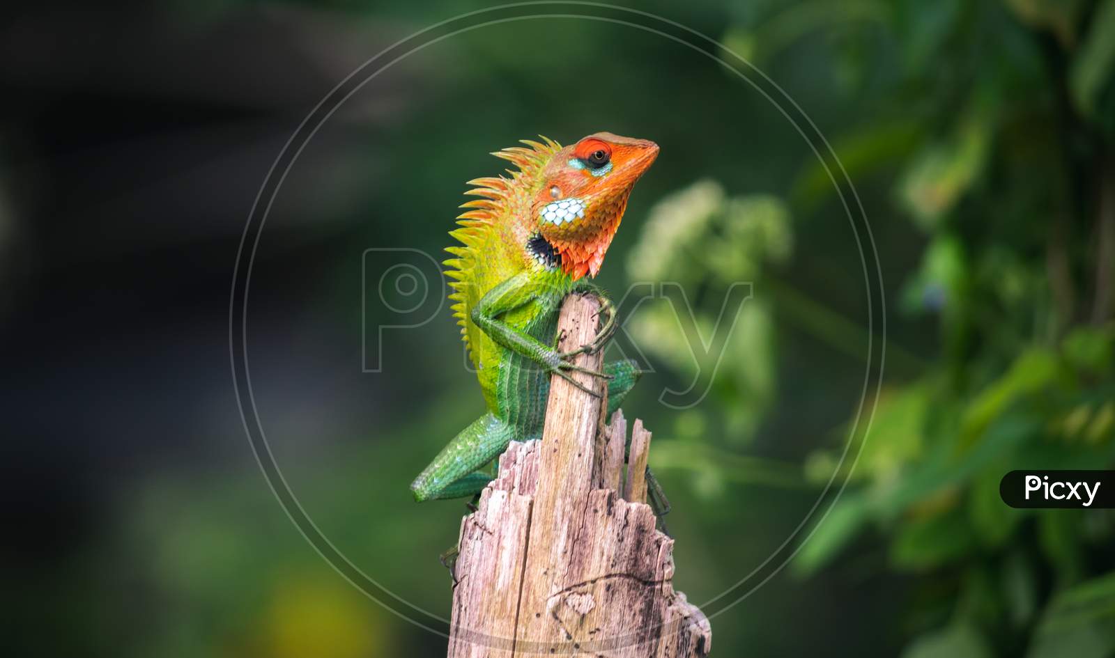 Beautiful Green Garden Lizard Climb And Sitting On Top Of A Wooden Trunk Like A King Of The Jungle, Bright Orange-Colored Head And Sharp Yellowish Spines In The Back, Vivid Saturated Colored Skin.