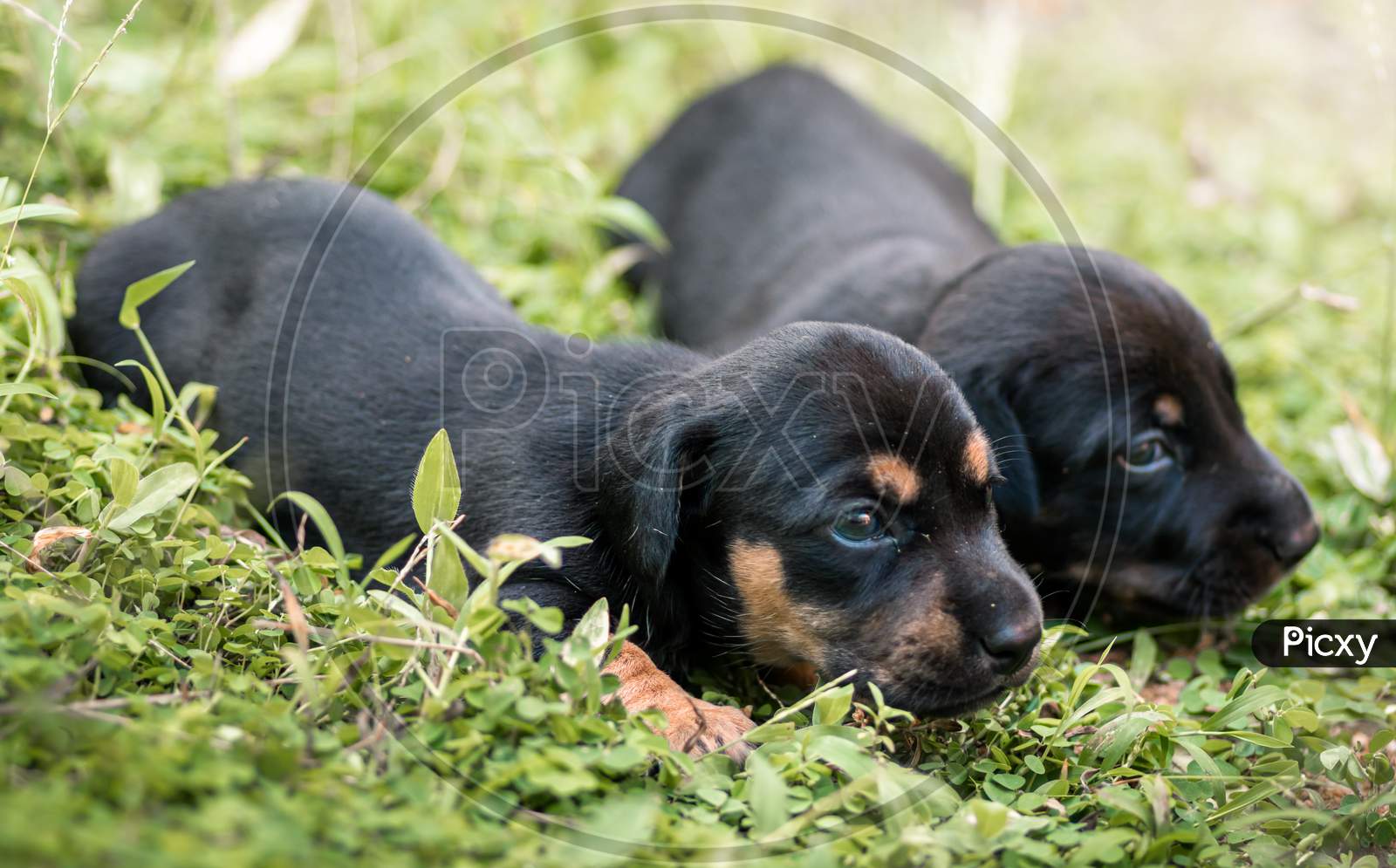 Cute Dachshund Puppies Lying In The Backyard, Cuddle And Play With Newborn Siblings, Explore, Watch And Learn The Environment, Taking Care Of Each Other Concepts, Both Shivering And Trying To Move.