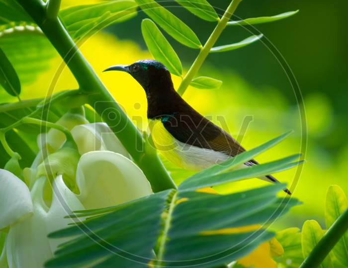 Crimson Backed Sunbird Perched On A Branch, Looking For A Flower For A Sip Of Nectar
