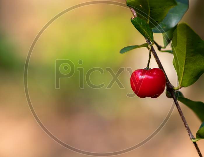 Shining Red Cherry Fruit Focus Against A Vibrant Soft Background. Time To Ripe The Delicious Juicy Fruit.