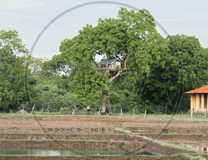 Treetop House And The Paddy Field, Rural Village Landscape View In Hambantota,