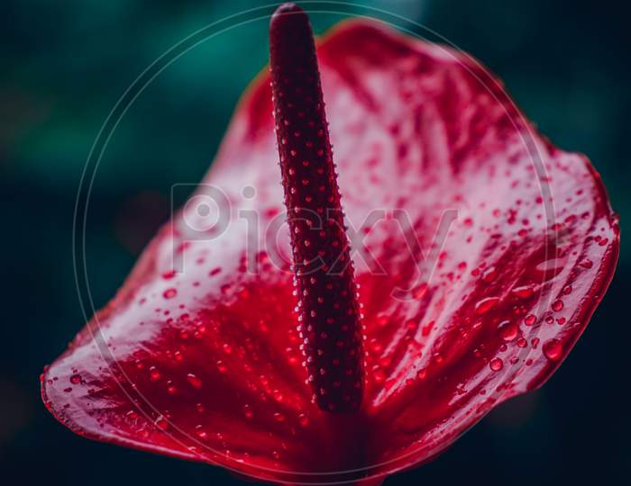 Red Anthurium Flower Close Up, Rain Drops On The Flower. Dark Gloomy Background.