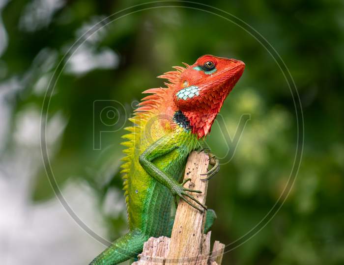 Beautiful Green Garden Lizard Climb And Sitting On Top Of The Wooden Trunk Like A King Of The Jungle, Bright Orange-Colored Head And Sharp Yellowish Spikes In The Spine, Side Low Angle Close Up View.