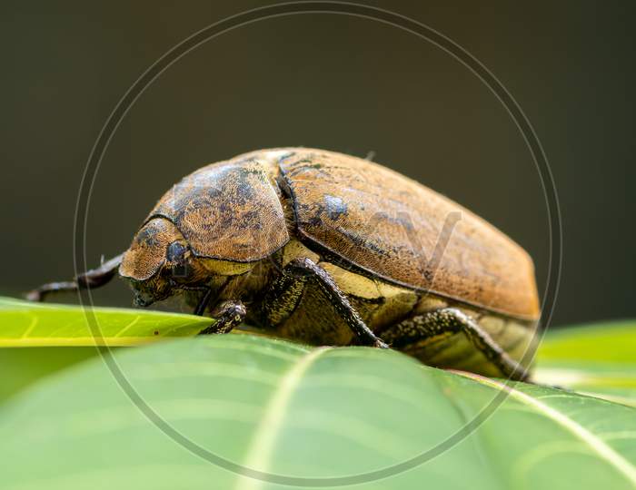 European Chafer Beetle On A Green Leaf Closeup Side Macro Photo, Old Hairy Beetle Looking For Food, Bokeh Background.