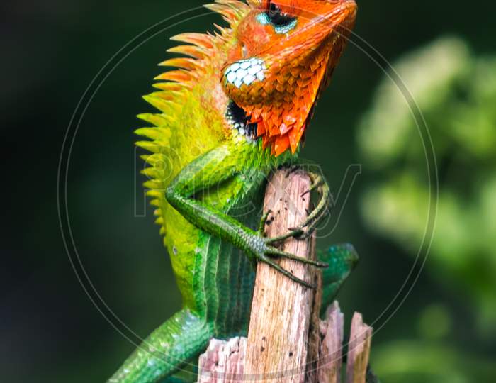 Beautiful Green Garden Lizard Climb And Sitting On Top Of The Wooden Trunk Like A King Of The Jungle, Bright Orange-Colored Head And Sharp Yellowish Spikes In The Spine, Eyes Tilt Down To Focus Under