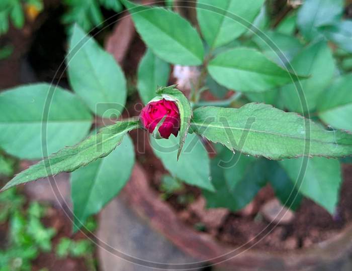 Beautiful Rose Bud On Plant