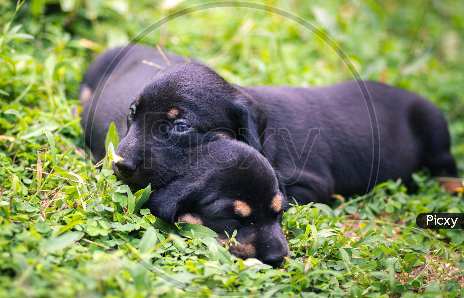 Cute Dachshund Puppies Lying In The Backyard, Cuddle And Play With Newborn Siblings, Explore, Watch And Learn The Environment, Taking Care Each Other Concept, Older Brother On Top Of Younger Pup.