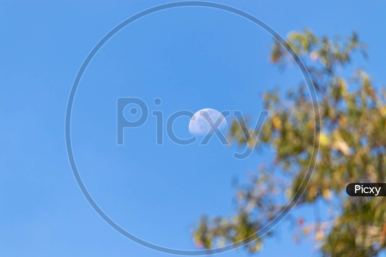 Half Moon And The Blue Skies In The Evening, Out Of Focus Tree Branches On The Side,