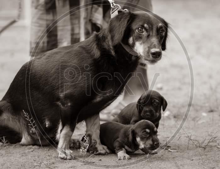 Dachshund Dog Family Photograph, Innocent Mother And Her Cute Infant Baby Pups Looking At The Cameraman, Master Standing Close To Them Holding The Leash Just In Case, Black And White Tone Image.