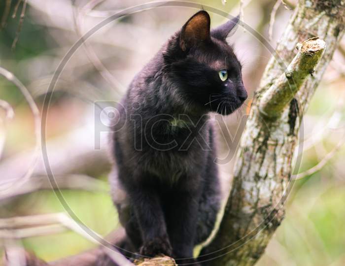 Cat Sitting In A Branch High Up In The Wild And Turn Its Head To The Left, Ears Pointing Up,