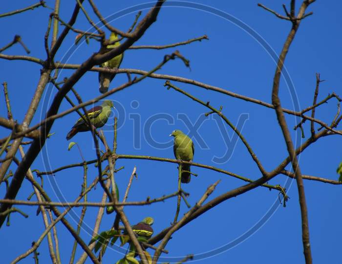 A Number Of Green Pigeons Resting In A Tree With Cool Blue Background