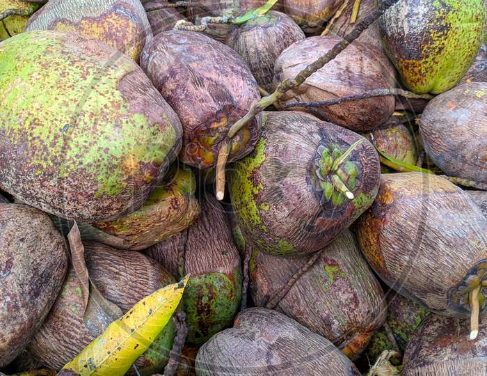 Heap Of Raw Coconuts In Yard