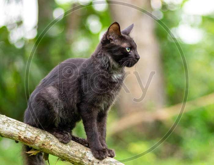 The Dark Furry Young Cat Crouched On A Branch, Admiring The Nature View, Soft Out Of Focus Green Background.