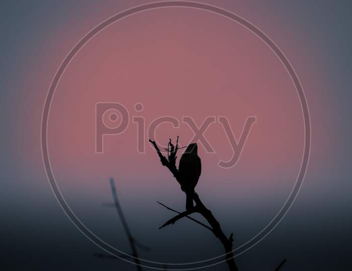 Perched Bird Silhouette Against The Dusky Sky. Early Bird Gets The Worm Concept,