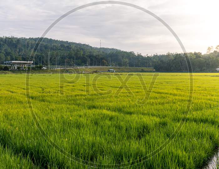 Beautiful Morning In A Village And The Paddy Field Landscape Photography, Expressway On The Distance.