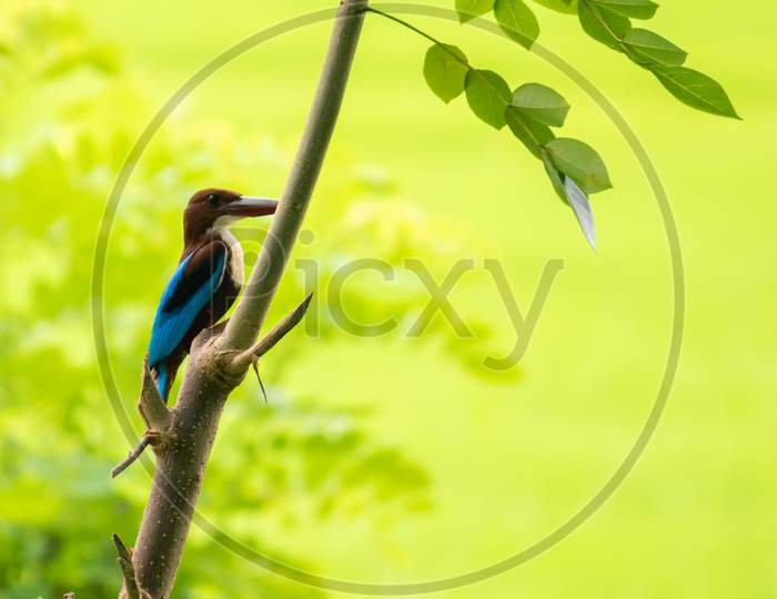 White-Throated Kingfisher Bird Perched And Resting A Tree, Lush Green Grass Bokeh Background.