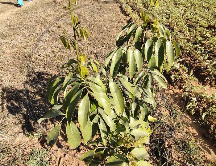 Java Plum Plant,जामुन का पौधा