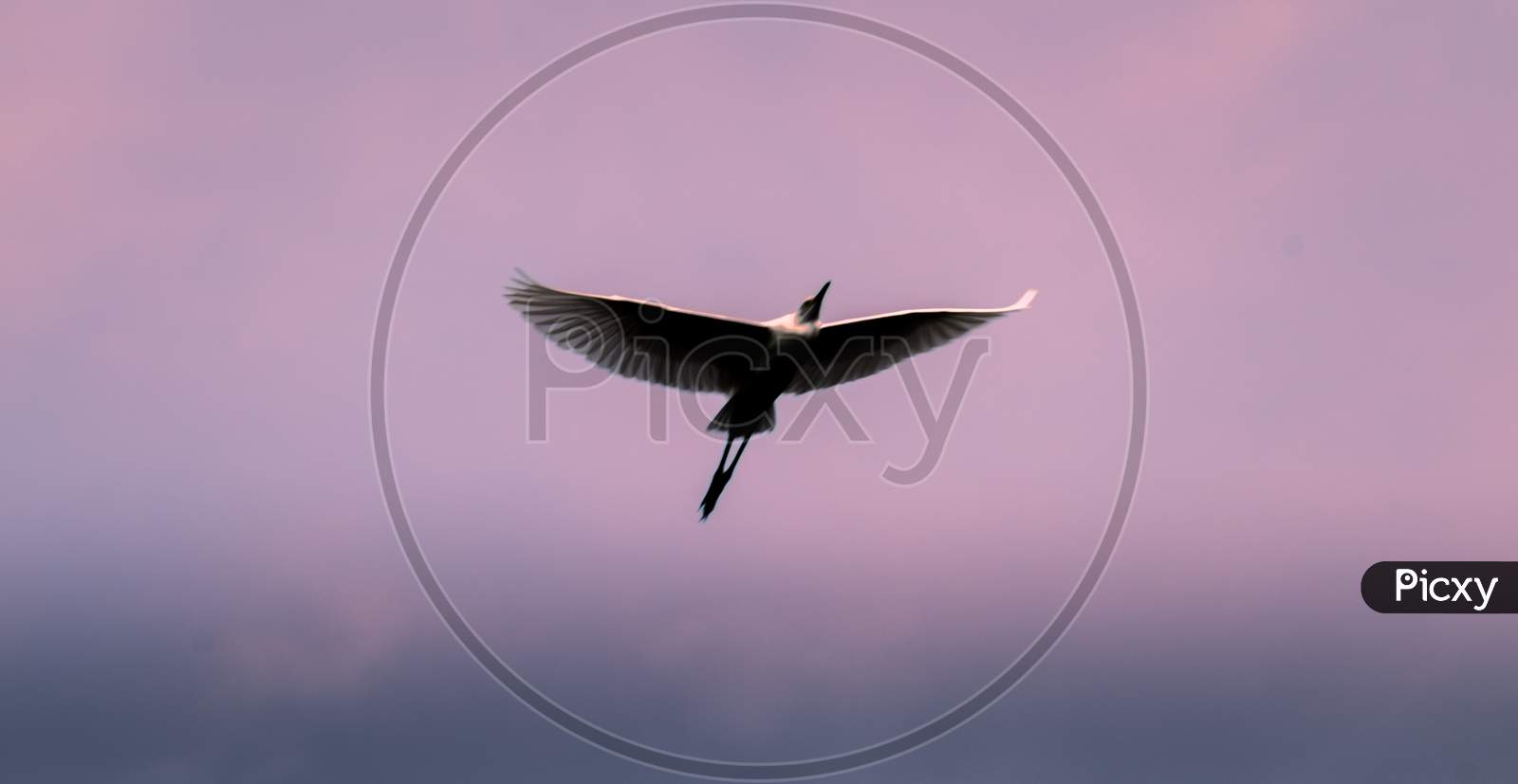 Egret Flying Over The Dusky Sky, Showing Birds Full Wings Span, Light Hitting And Glowing Feathers.