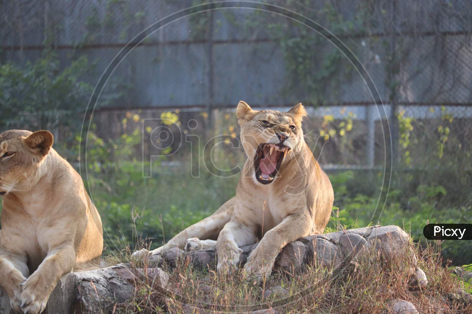 Wildlife Photography Lion