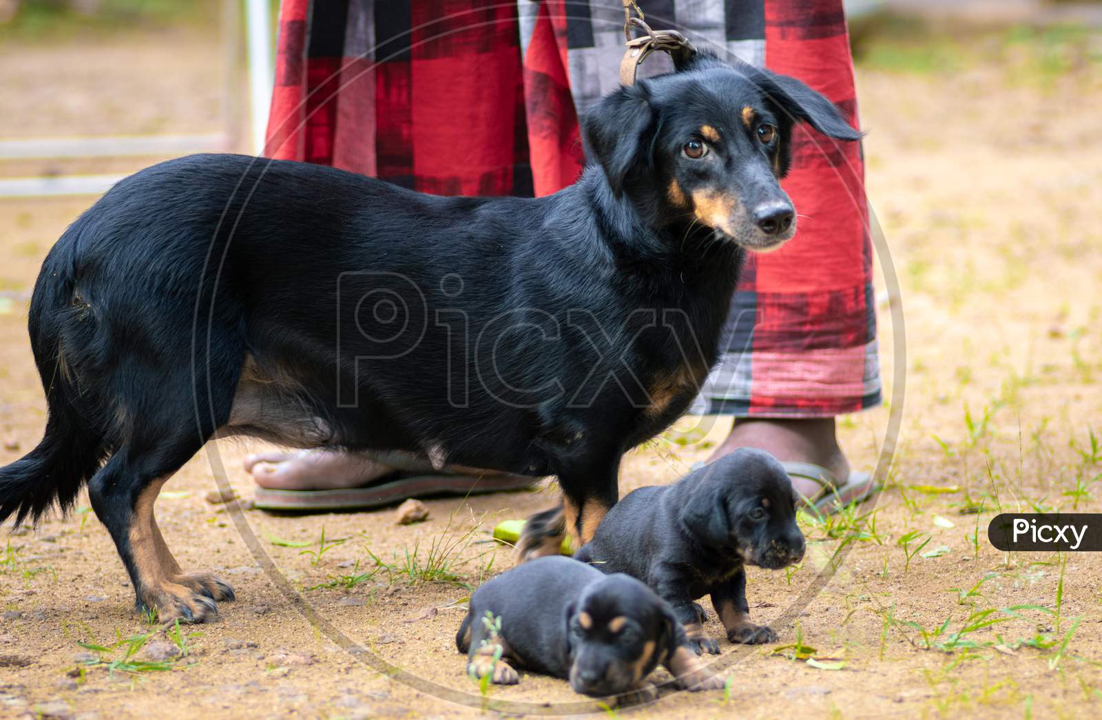 Dachshund Dog Family Photograph, Innocent Mother And Her Two Adorable Infant Baby Pups Looking At The Cameraman, Master Standing Close To Them Holding The Leash Just In Case.