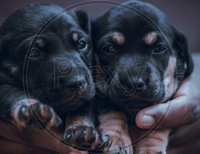 Holding Two Puppies In Hand Together, Dachshund Pups Are Dark Black Color Hair And So Fluffy. Caring For Two Cute Sibling Dog Pups, Innocent Eyes Looking Forward, Small Paws In Front.