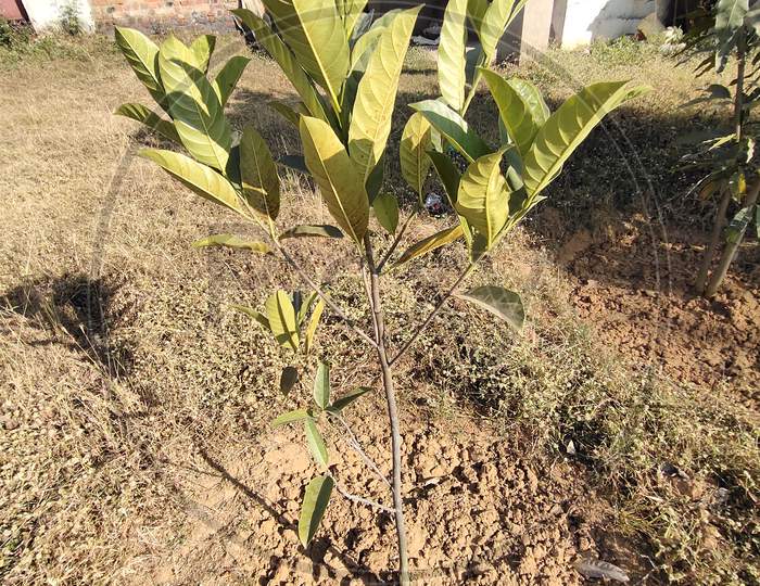 Jackfruit Plant,कटहल का पौधा