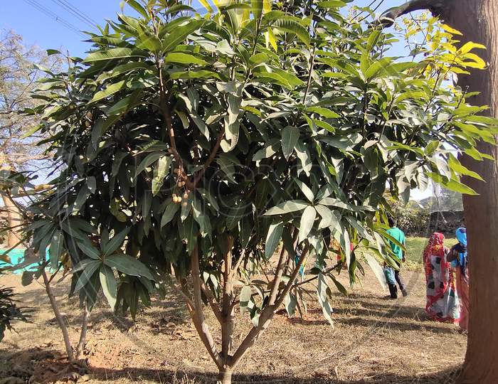 Mango Plant,आम का पौधा