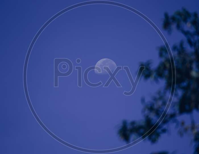 Half-Moon And The Dark Blue Sky, Silhouette Tree Branches In The Side Scenery.