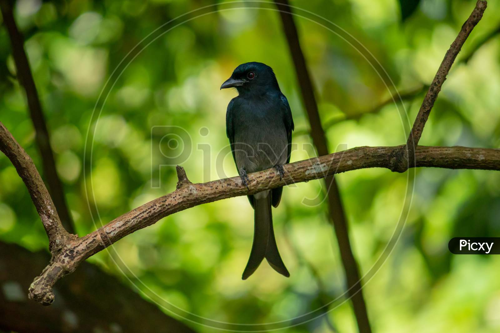 Image of Common Black Drongo Bird Perched Under The Shade Of A Tree ...