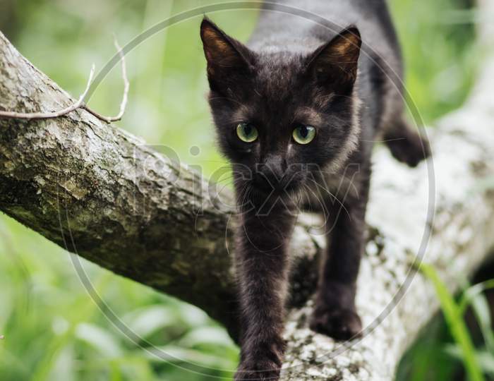 Cat In The Wild, Walking Directly Towards Camera And Hunting In A Tree Branch, Alertness And Focus On High.