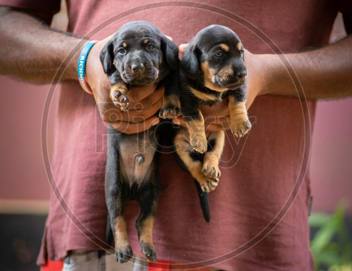 Holding Two Newborn Dachshund Pups In The Air By Its Owner, Two Weeks Old Puppies Looking So Innocent And Adorable Together. Black And Brown Color Long-Bodied Babies In Good Health And Taken Care Of.