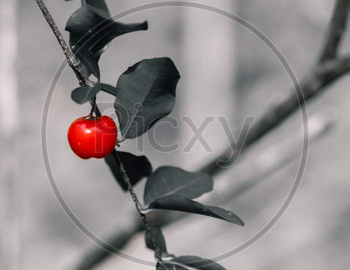 Red Cherry Fruit Isolated In Against Out Of The Focus Monotone Background, Shiny Juicy Fruit Ready To Be Riped.