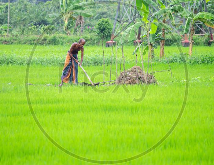 An Old Man Working In A Rice Paddy Field Early In The Morning, Greenery Landscape Photograph.