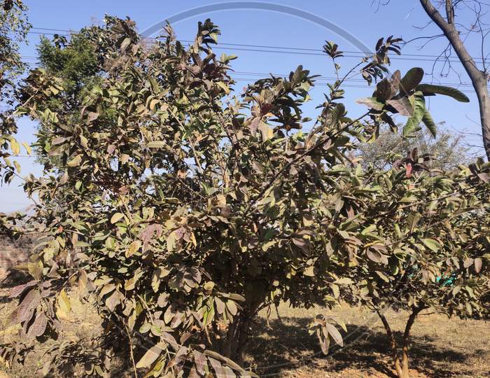 Guava plant,अमरूद का पौधा