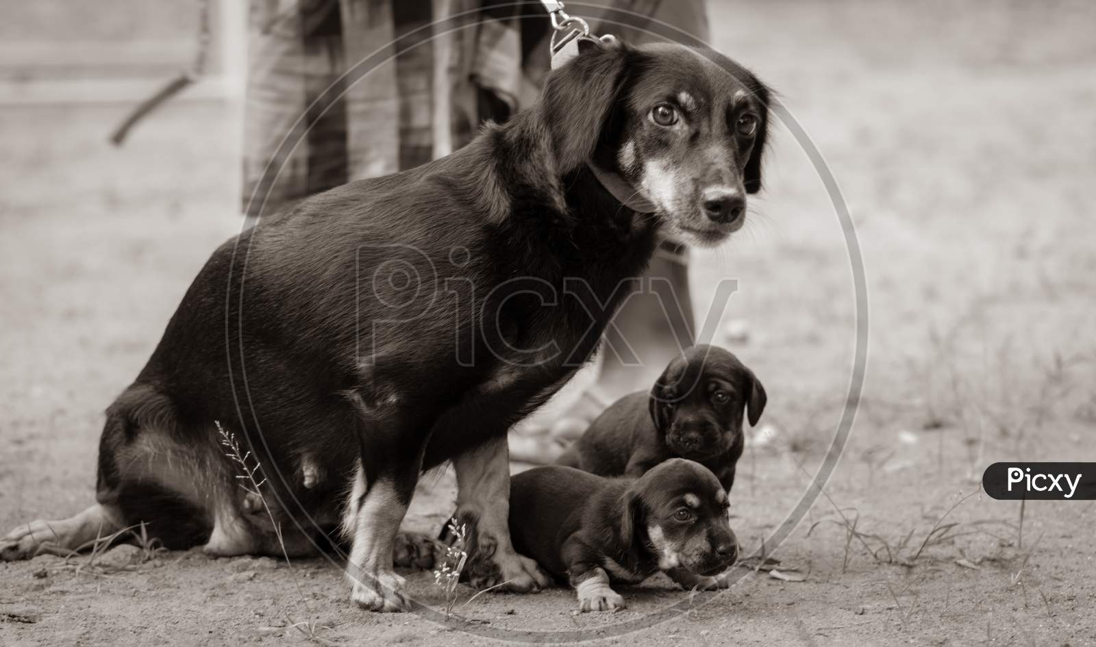Dachshund Dog Family Photograph, Innocent Mother And Her Cute Infant Baby Pups Looking At The Cameraman, Master Standing Close To Them Holding The Leash Just In Case, Black And White Tone Image.