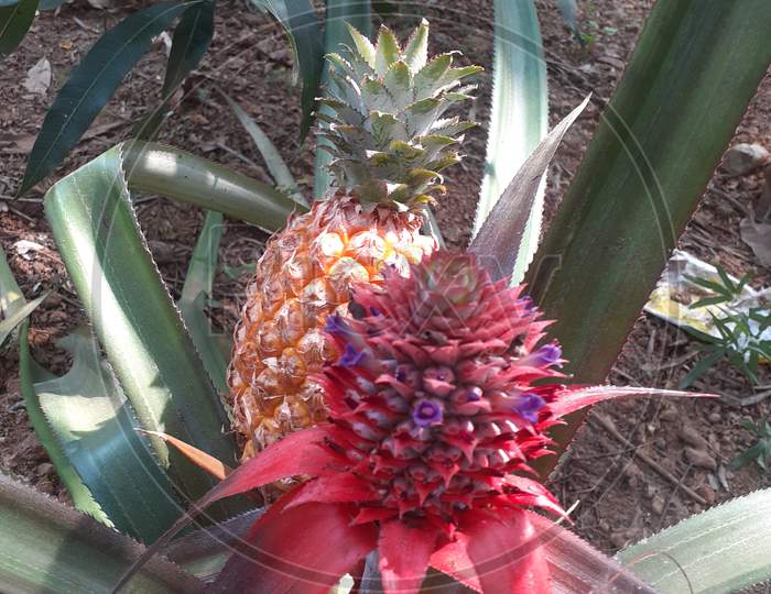 The pineapples in a plant