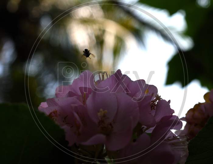 Small Black Insect Flying Over Pink Flowers