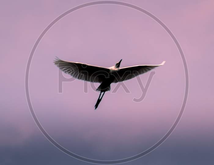 Egret Flying Over The Dusky Sky, Showing Birds Full Wings Span, Light Hitting And Glowing Feathers.