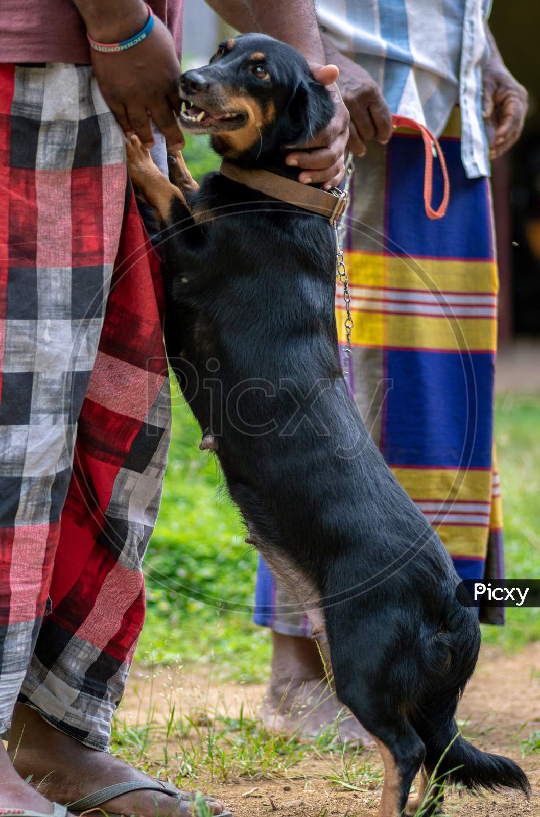 Cute Dachshund Pet Dog Playing With The Master, Standing In Two Legs And Showing Gratitude, Holding Dogs Hands, Train The Dog To Stand Up,