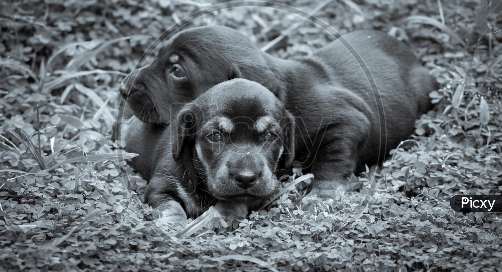 Cute Dachshund Puppies Lying In The Backyard, Cuddle And Play With Newborn Siblings, Explore, Watch And Learn The Environment, Taking Care Of Each Other Concepts, Both Shivering And Share The Warmth.