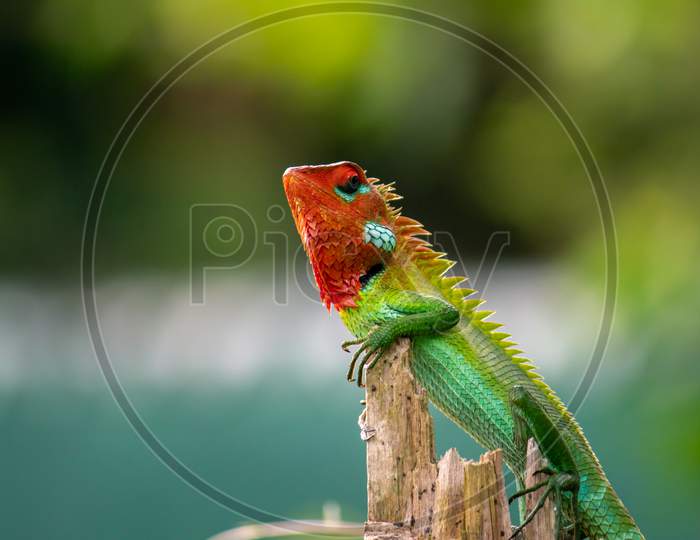 Beautiful Green Garden Lizard Climb And Sitting On Top Of A Wooden Trunk Like A King Of The Jungle, Bright Orange-Colored Head And Sharp Yellow To Green Spines In The Back, Vivid Saturated Color Skin.