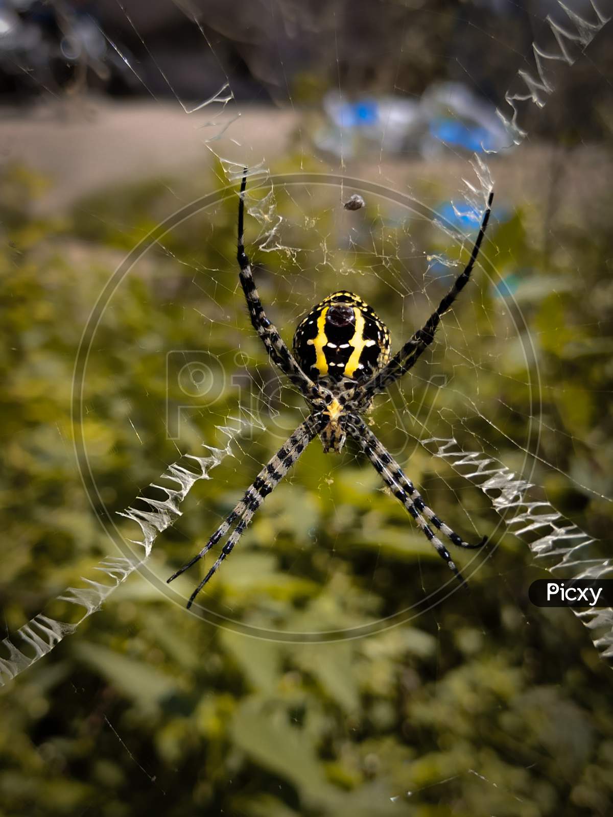 Spider image