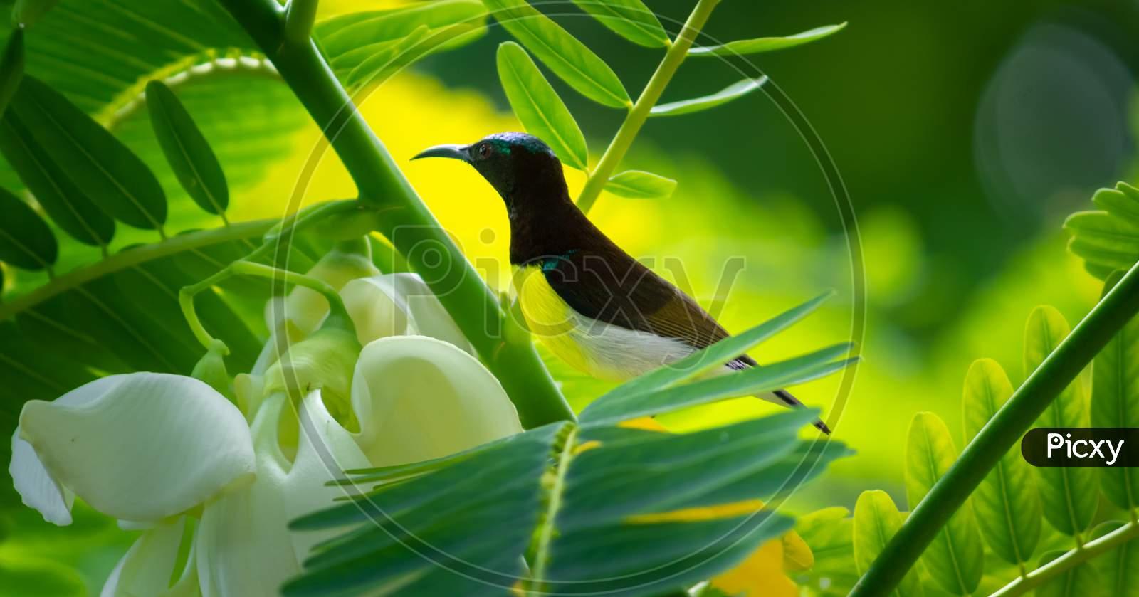 Crimson Backed Sunbird Perched On A Branch, Looking For A Flower For A Sip Of Nectar