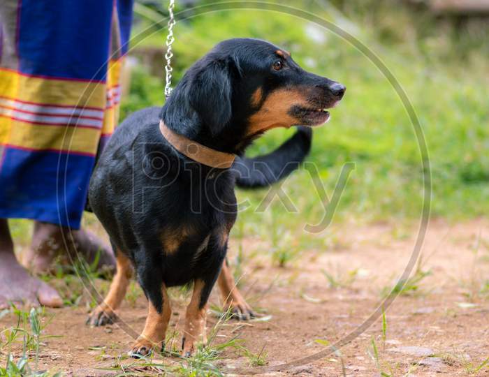 Cute Dachshund Pet Dog Playing With The Master, Holding Dogs Leash, Dog Training Session In The Back Yard.