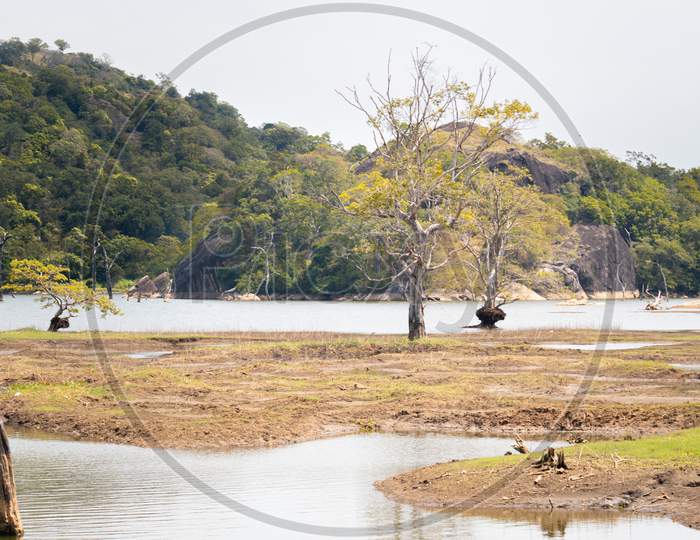 Buduruwagala Reservoir In Dry Season, Hot And Harsh Conditions, Beautiful Scenic Landscape View With Dead Tree Trunks In Water And Distance Mountain Forest.