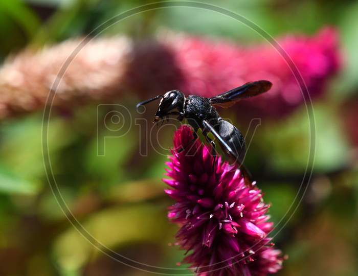 Black Wasp In Search Of Prey On A Flower