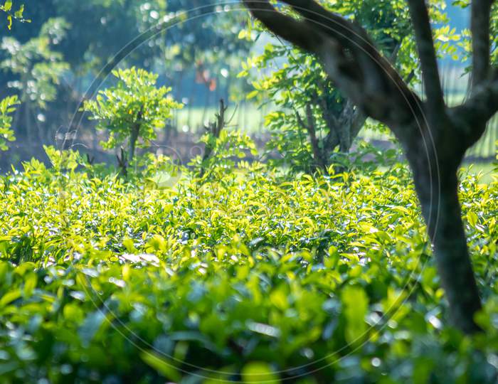 Early Morning Mist In A Rural Village Concept, Beauty Of The Mother Nature, Early Sunlight Hitting Tea Leaves And Shines.