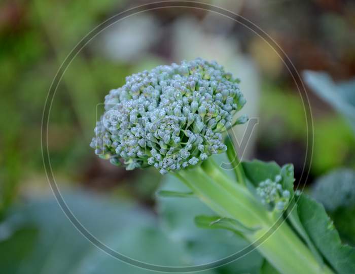 The Ripe Green Broccoli Flower Plant Growing In The Garden.
