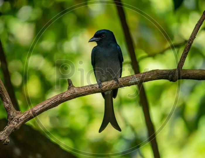 Common Black Drongo Bird Perched Under The Shade Of A Tree, Looking Side Pose For A Photograph, Has Shiny Dark Color Feathers And A Long Split Tail.